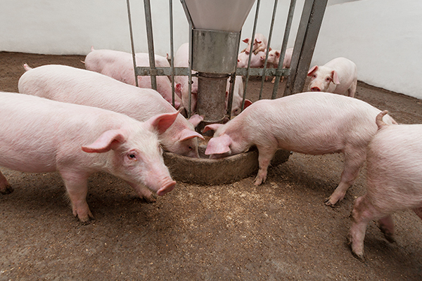 台灣第一家通過HACCP-L0000001 認證屠場